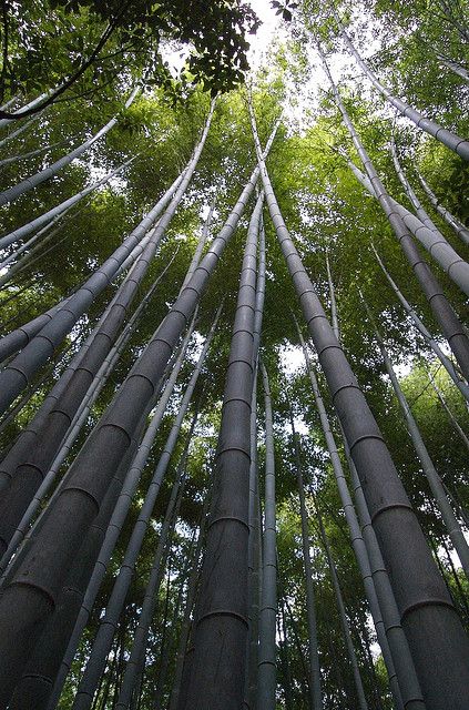 Красивый бамбуковый лес Киото (7 фото)