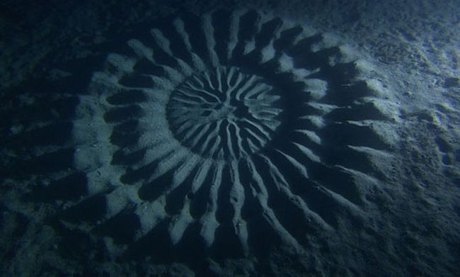 Недалеко от берегов Японии обнаружены мистические круги (4 фото)