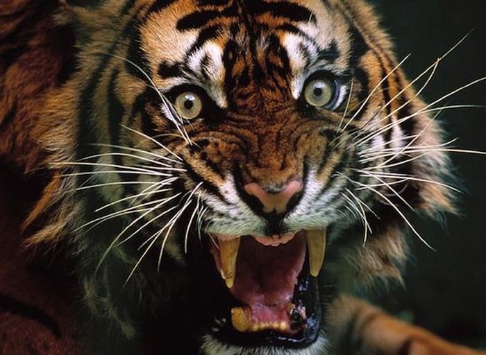 40 интересных фактов о тиграх (4 фото)