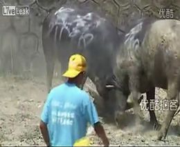 Нападение быков