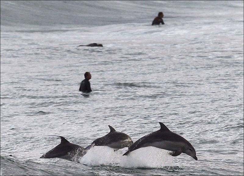 Дельфины показали мастер-класс (5 фото)