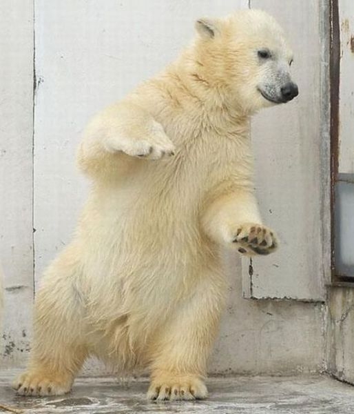 Танцующий медведь (4 фото)