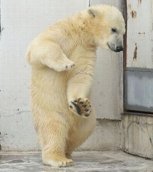 Танцующий медведь (4 фото)