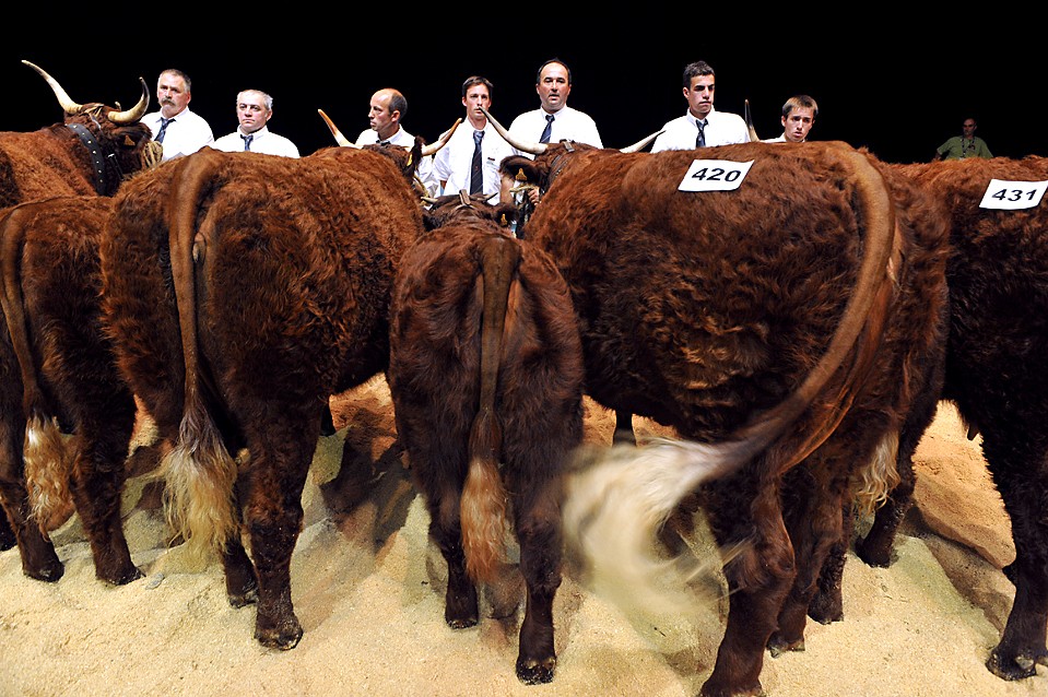 Фермеры центрального региона Франции Овернь представляют своих коров на конкурсе на ярмарке в Курноне, Франция. На это событие съезжается более 1000 фермеров из разных стран.