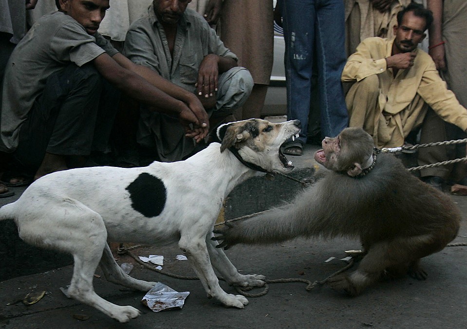 Зрители наблюдают за дракой собаки и обезьяны в Лахоре, Пакистан