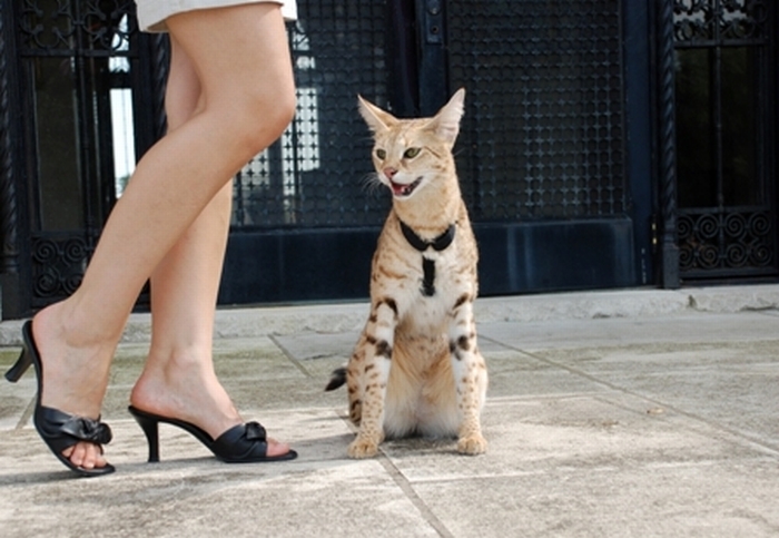 Cамый высокий кот в мире (12 фото)