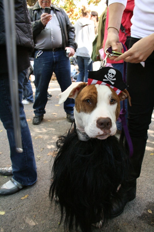 Собачий парад на Хеллоуин 2009 (43 фото)
