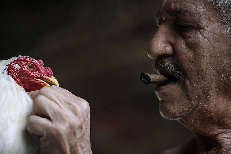 Мигель Леон готовит петуха к драке на заднем дворе своего дома в Гаване. На Кубе петушиные бои разрешено проводить только государственным фермам. Ставки делать запрещено.