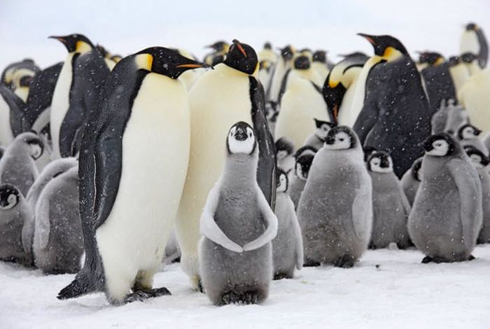  В гости к императорским пингвинам (17 фото)