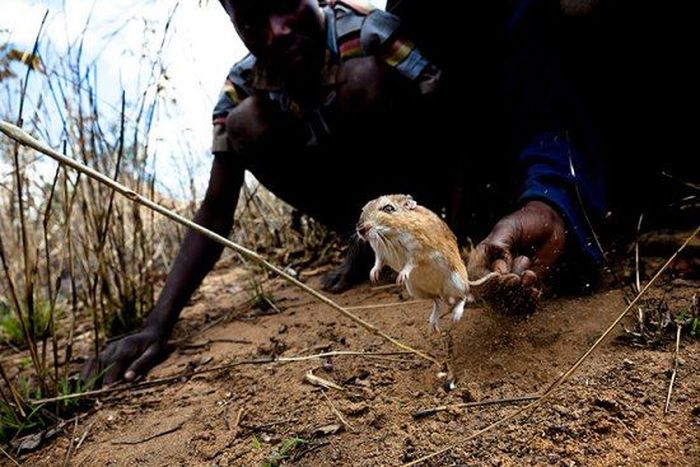 Крысоловы из Мозамбика (22 фото)