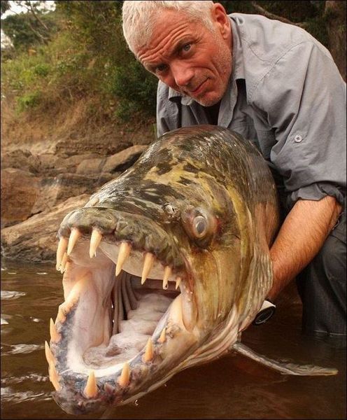 Рыба-монстр в реке Конго (6 фото)