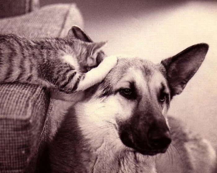 Настоящая дружба животных (16 фото)