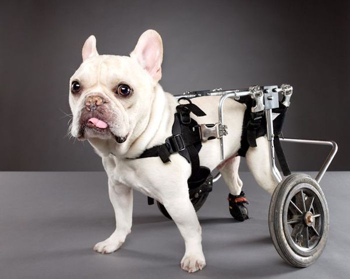Помощь собакам-инвалидам (5 фото)