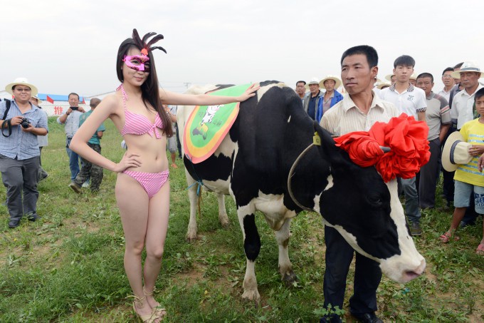 Необычный конкурс – Мисс дойная корова (9 фото)