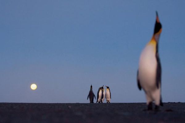 Пингвины (6 фотографий)