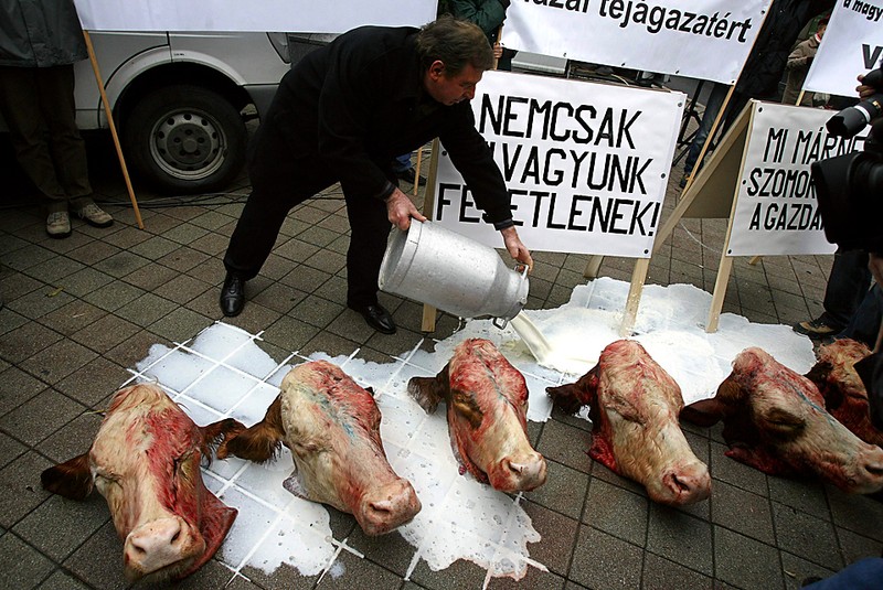 Фермер заливает молоком отрубленные коровьи головы в знак протеста против низких цен на молочные продукты и дешевый импорт из стран Европейского союза. Снимок сделан в Будапеште в четверг