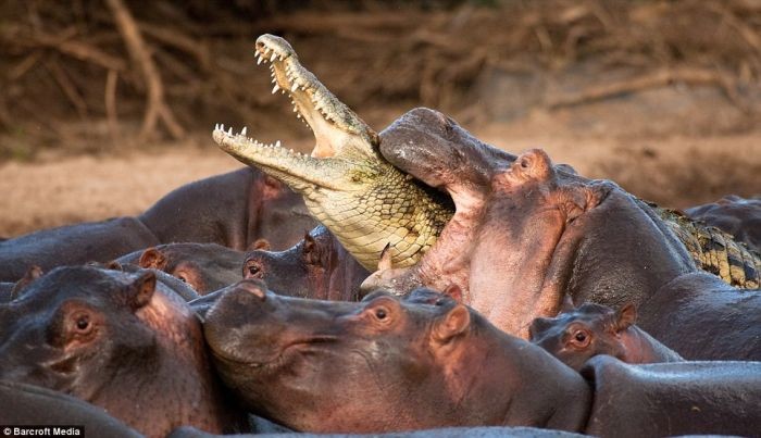Редкий случай, крокодил убит бегемотом (5 фото)