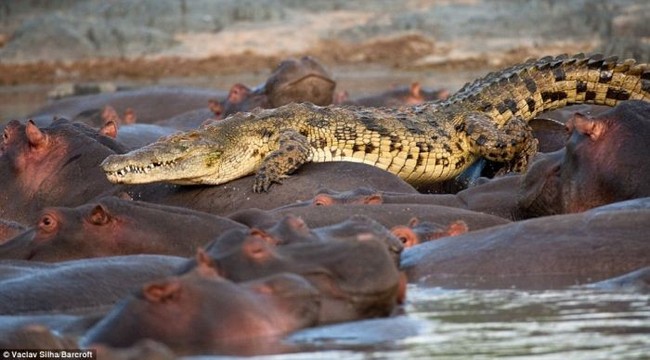 Редкий случай, крокодил убит бегемотом (5 фото)