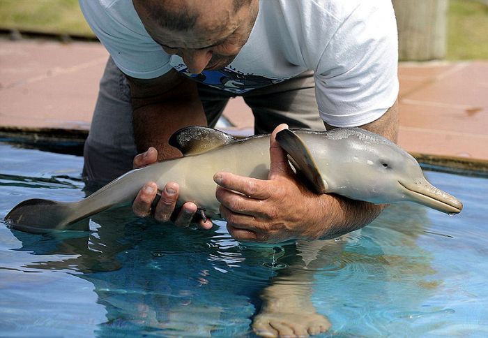 Дельфин 10ти дней от роду (7 фото)