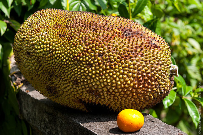 Тропические фрукты, которые нужно попробовать в Азии (25 фото)