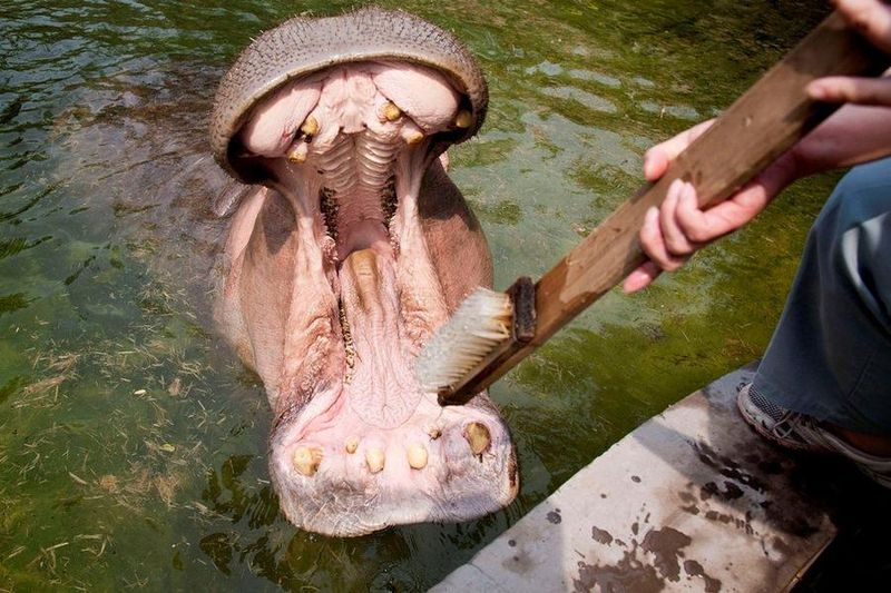 Зубная щетка для бегемота (14 фото)