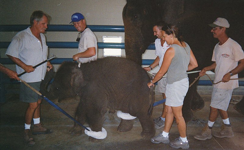 Слоненка привязывают к другому взрослому слону и выгуливают их вместе в амбаре.