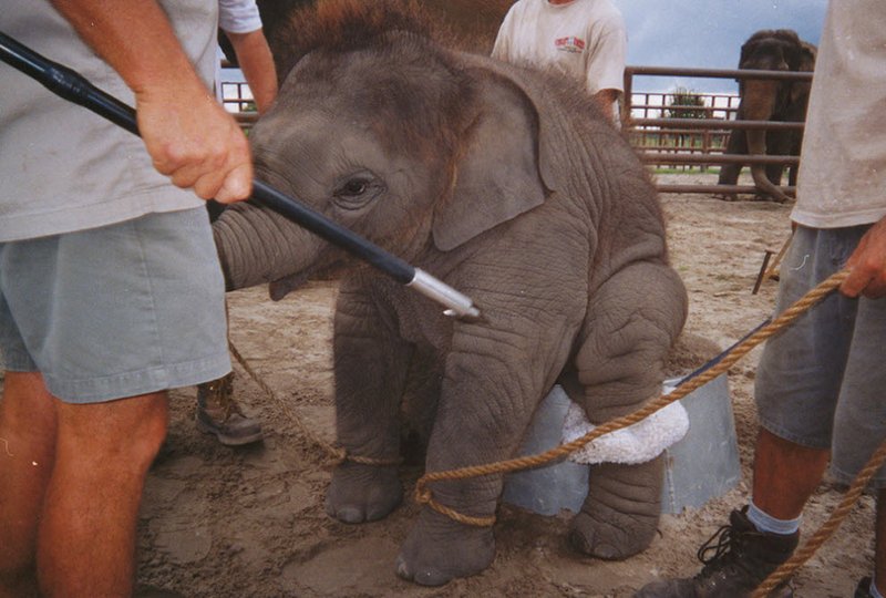 Растить слона в цирке – все равно, что растить ребенка в тюрьме.