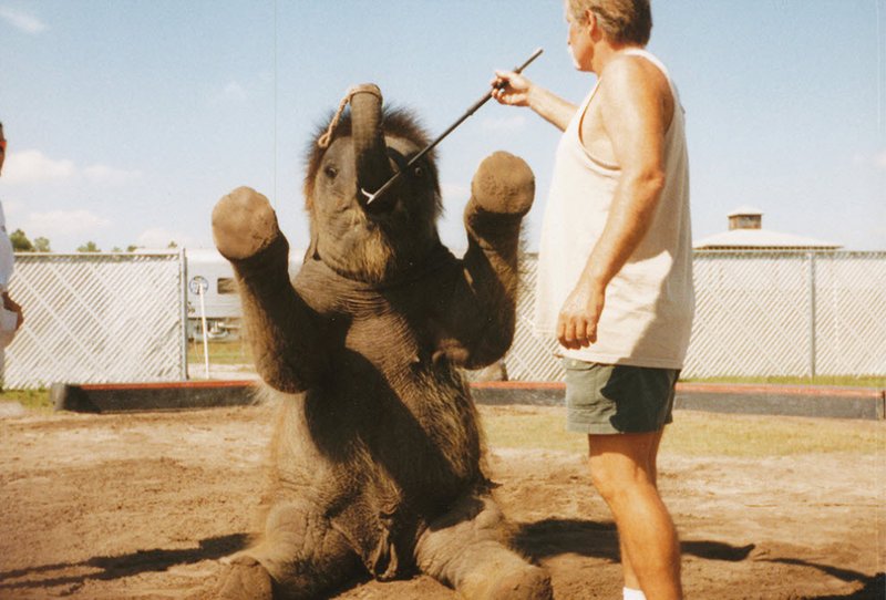 Гэри Джейкобсон использует крюк, чтобы слоненок научился держать хобот кверху.