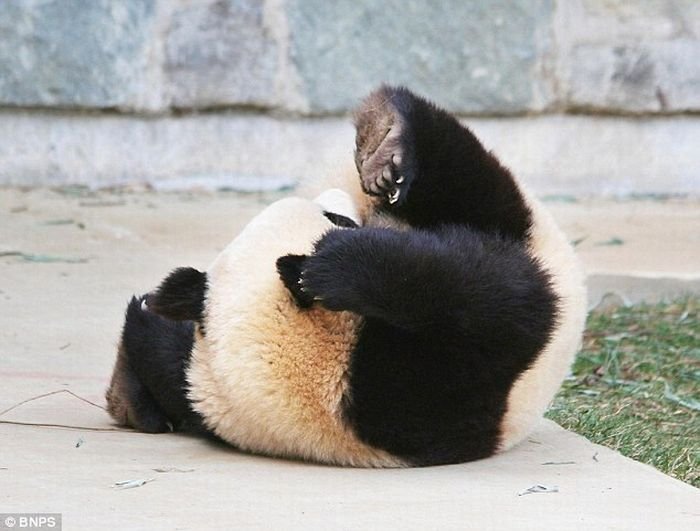 Панда спит - она устала... (8 фото)