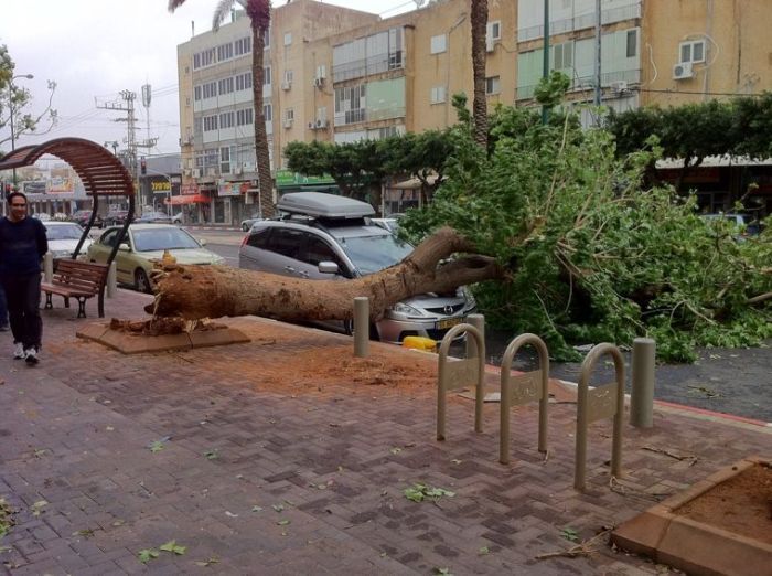 Дерево упало на автомобиль (9 фото)