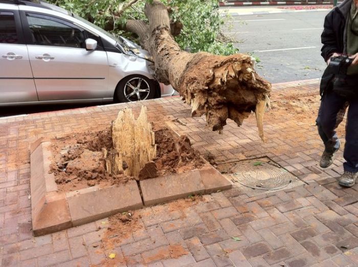 Дерево упало на автомобиль (9 фото)