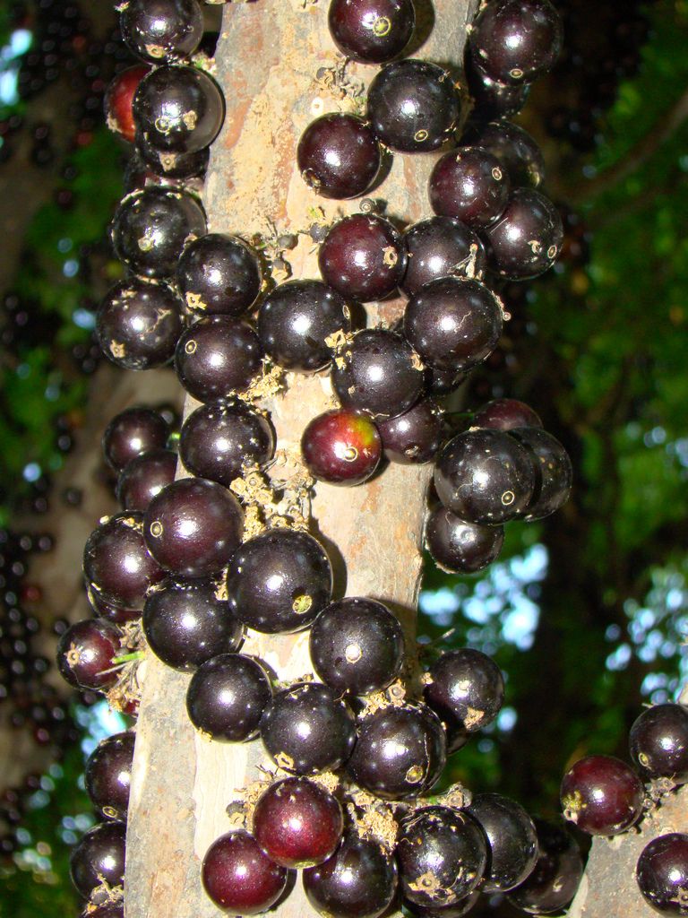 Джаботикаба – растение с плодами на стволе (15 фото)