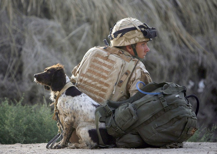 афганистан, великая отечественная, военные, вторая мировая, вьетнам, первая мировая, питомцы, собаки