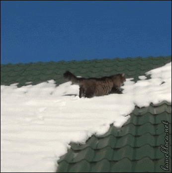 гифки, юмор