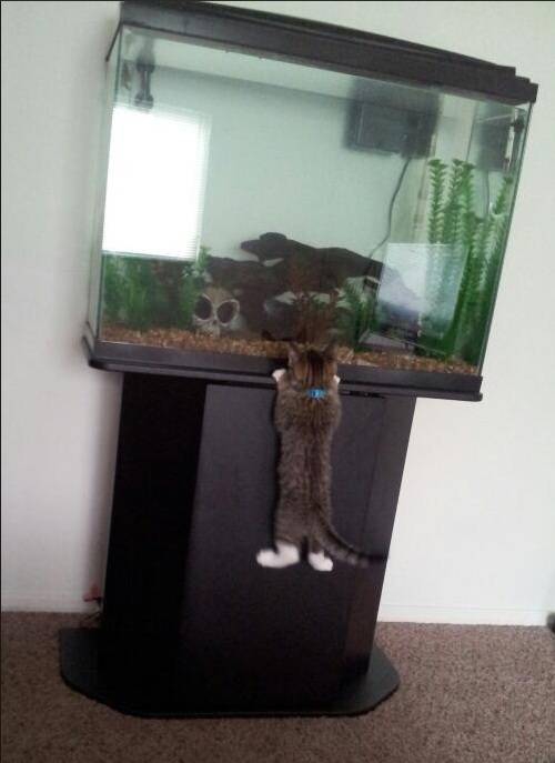 Кошачьи неудачи Кошачьи неудачи кот, неудача, юмор