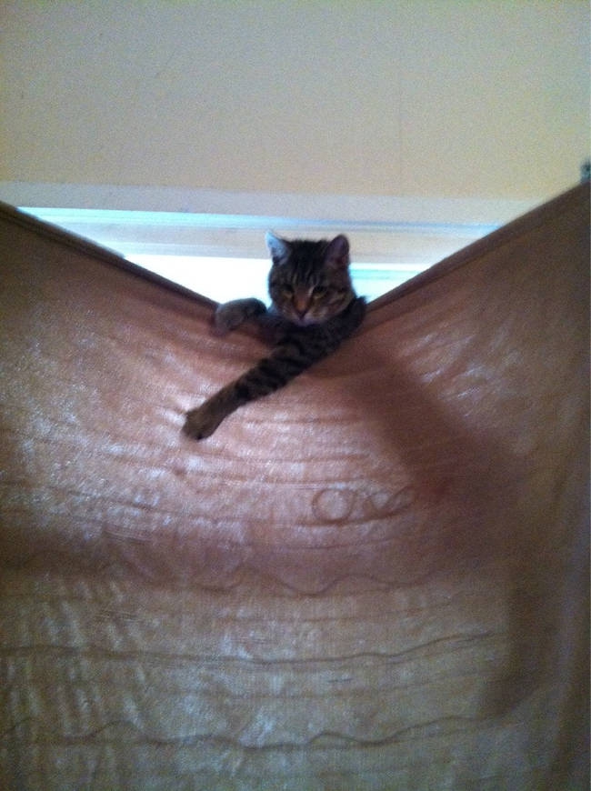 Кошачьи неудачи Кошачьи неудачи кот, неудача, юмор