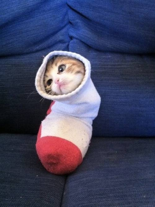 Кошачьи неудачи Кошачьи неудачи кот, неудача, юмор