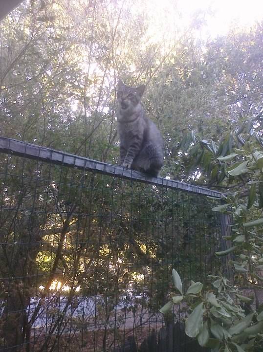 Кошачьи неудачи Кошачьи неудачи кот, неудача, юмор