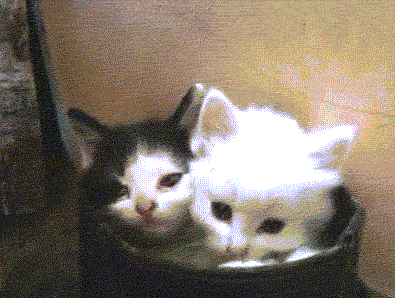 гифки,  ... 
										<br />
										<a href=