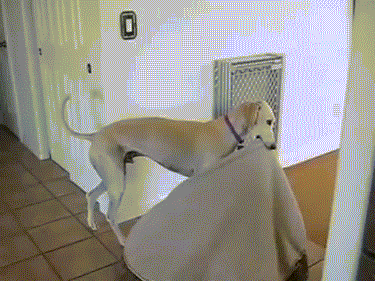 Эти забавные животные