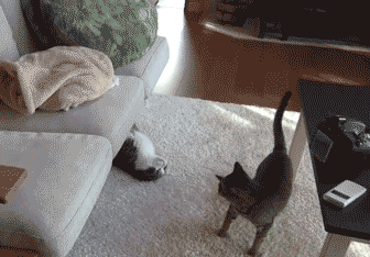 http://fishki.net/upload/users/2015/10/12/316066/1ba6f59008c3735de299bb0c986917a9.gif