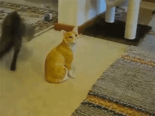 23b859079c83ed99a710326943821941.gif