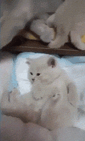 42197722daa68c3e1ad8ce4f9530b3aa.gif