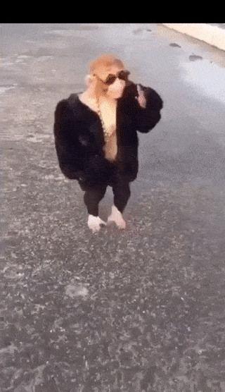 77a28e5dd9e342c191af014a67a5eaf5.gif