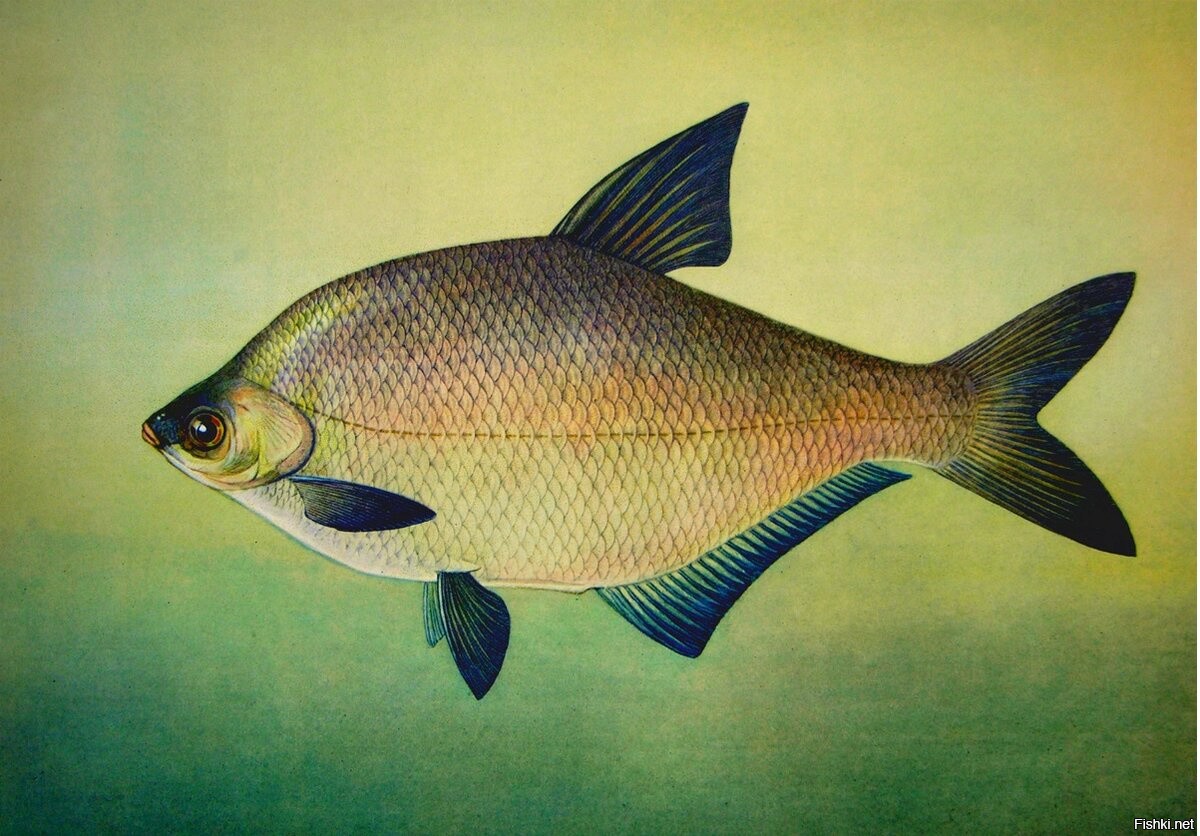 Рисунок лещ