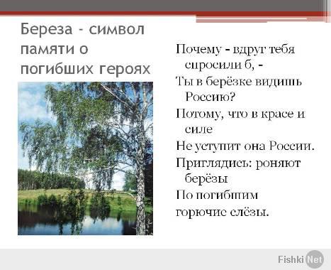 презентация о берёзе скачать