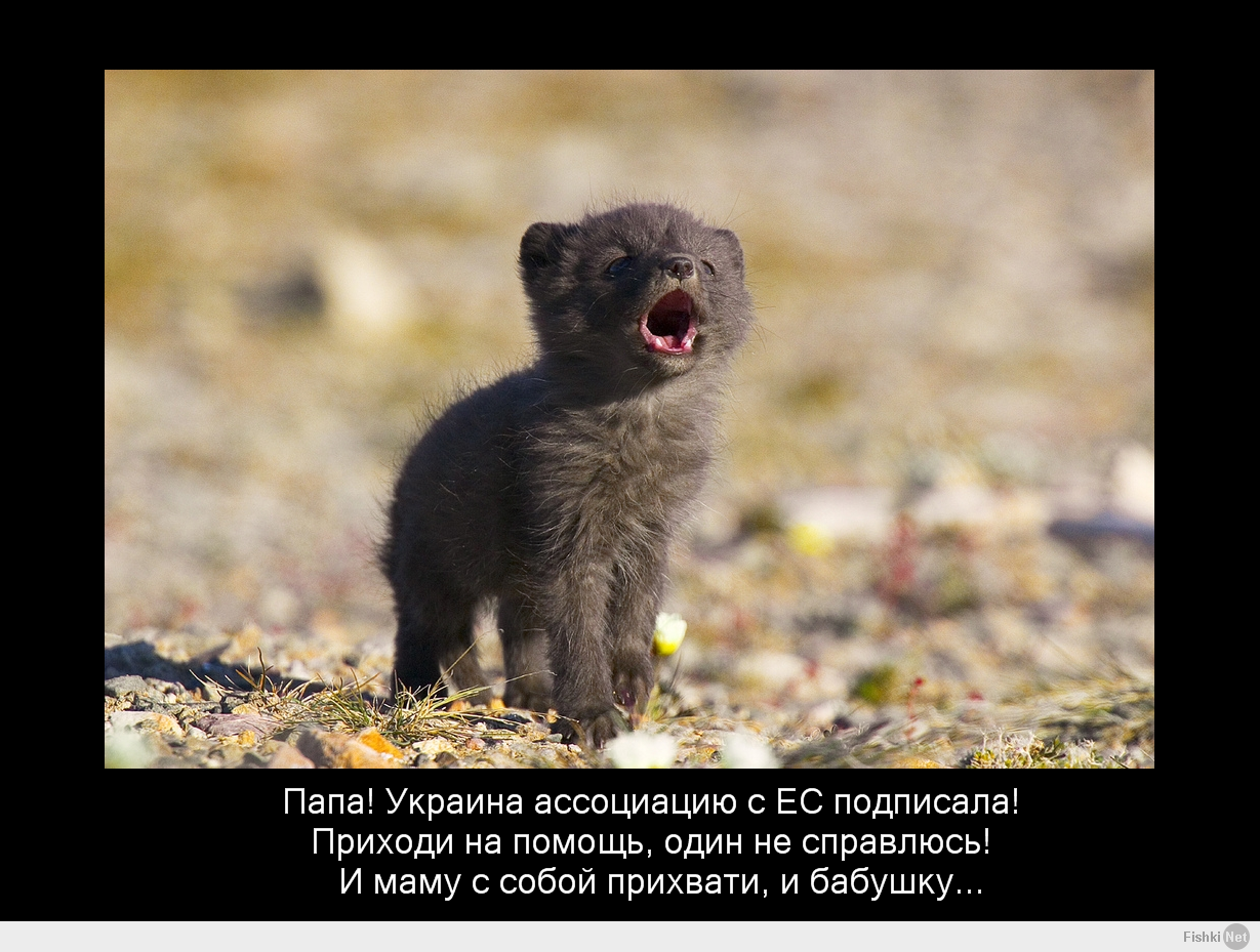 http://fishki.net/upload/users/421673/201406/28/a9ada87ff0fd4769d1573a23fea44112.png