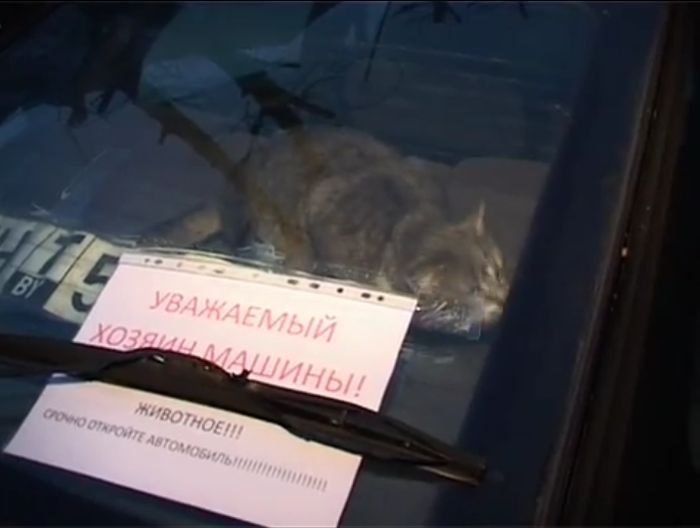 спасение кота, кот в машине, заложник