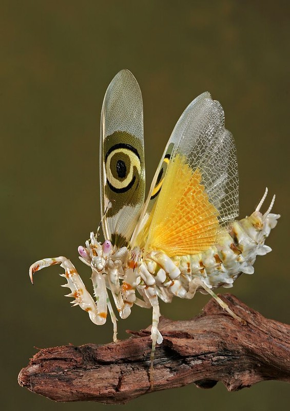 Необычные насекомые (13 фото)