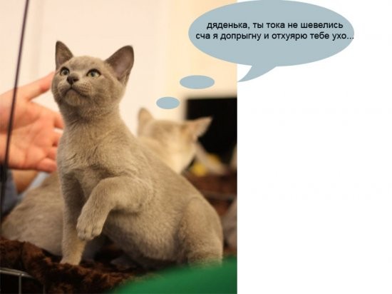 О чем на самом деле думают коты на выставках (26 фото)